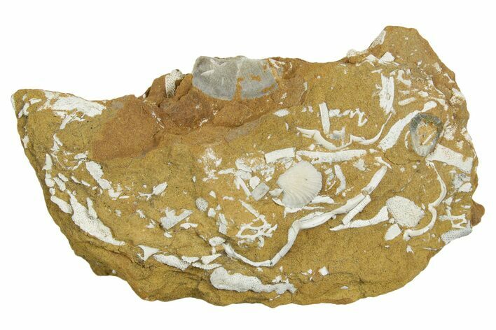 Ordovician Kukersite Oil Shale w/ Bryozoan & Brachiopod Fossils #369561